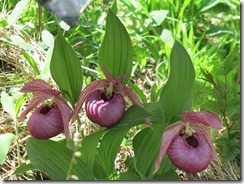 IMG_0154 IMG_0154