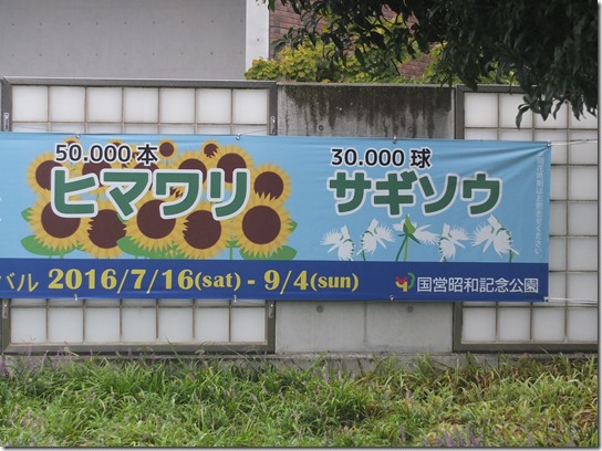 昭和記念 ひまわり 001 昭和記念 ひまわり 001