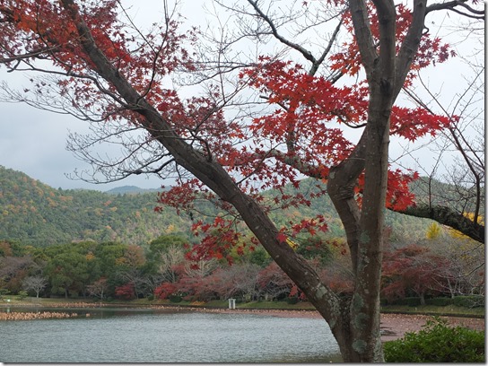 2016京都紅葉 013 2016京都紅葉 013