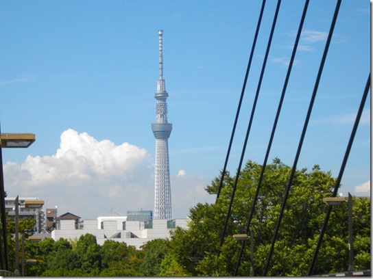 コスモス 東京 025 コスモス 東京 025
