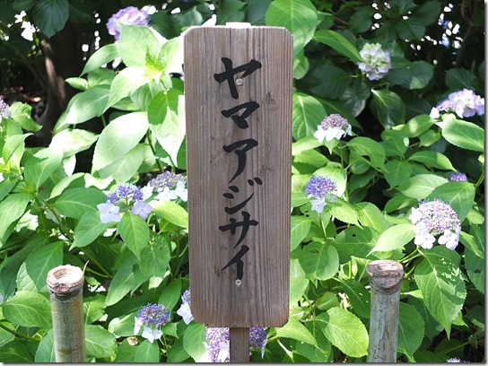 奈良・京都紫陽花２０１７ 035