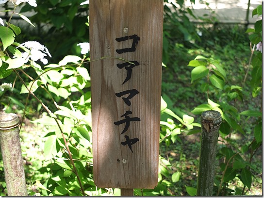 奈良・京都紫陽花２０１７ 039