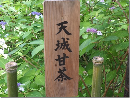 奈良・京都紫陽花２０１７ 057