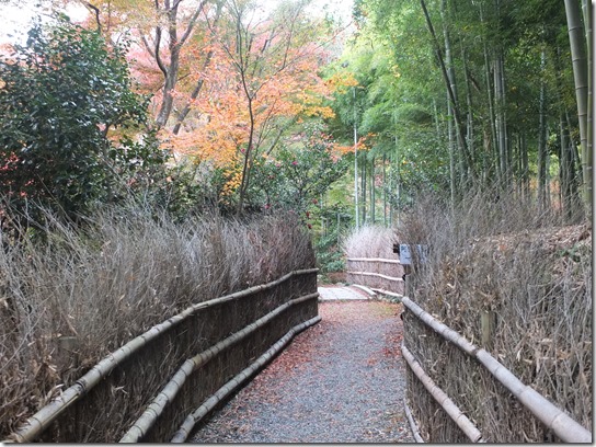 2016京都紅葉 062 2016京都紅葉 062