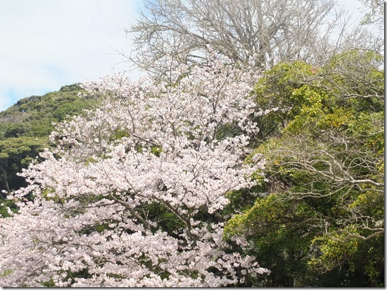 鎌倉　牡丹　桜 062