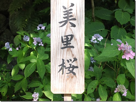 奈良・京都紫陽花２０１７ 066