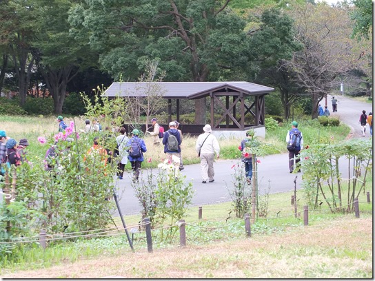 コスモス 昭和記念 083 コスモス 昭和記念 083