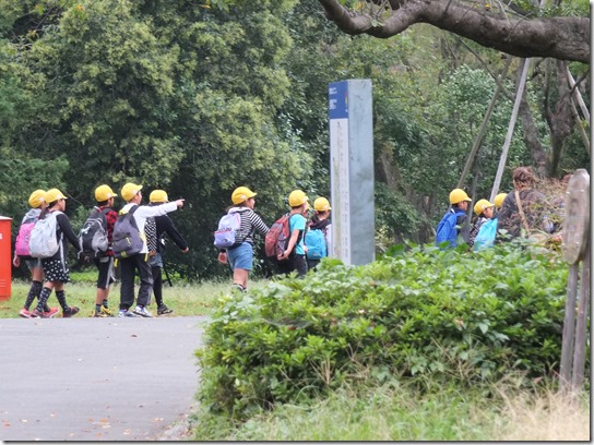 コスモス 昭和記念 084 コスモス 昭和記念 084
