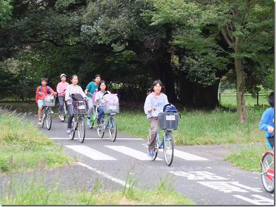 コスモス 昭和記念 088 コスモス 昭和記念 088