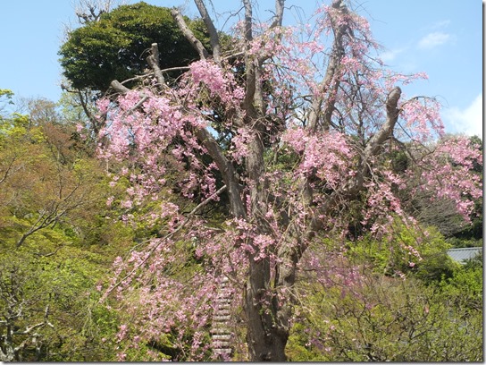鎌倉　牡丹　桜 109