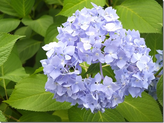 奈良・京都紫陽花２０１７ 118