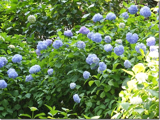 奈良・京都紫陽花２０１７ 121