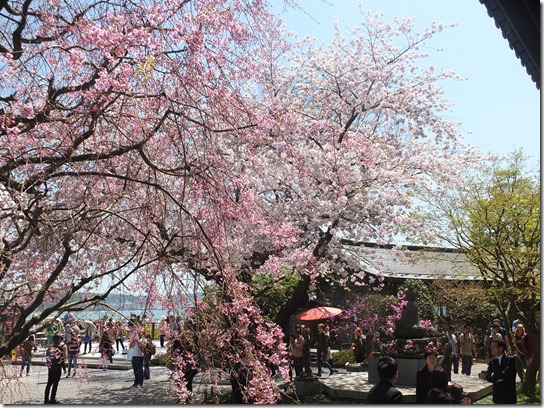 鎌倉　牡丹　桜 128