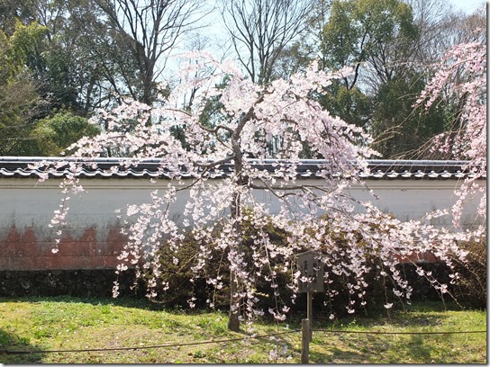 ２０１７京都桜 130