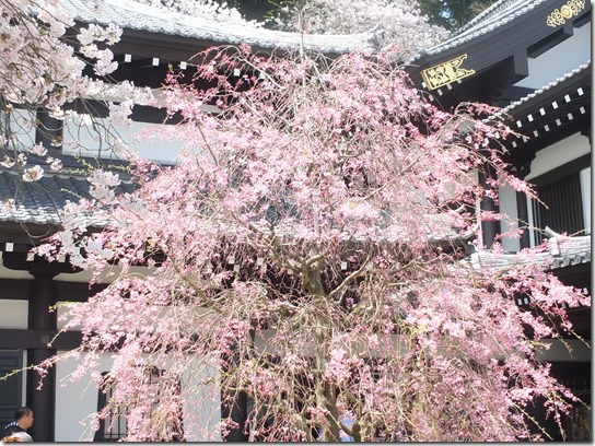 鎌倉　牡丹　桜 132