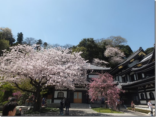 鎌倉　牡丹　桜 155