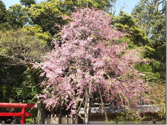 鎌倉　牡丹　桜 163