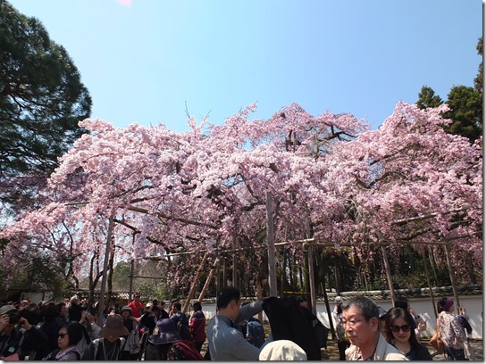 ２０１７京都桜 168