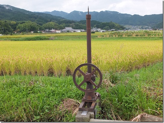 コスモス奈良 173 コスモス奈良 173