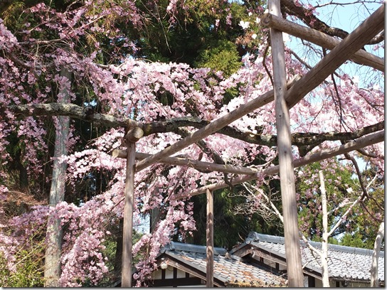 ２０１７京都桜 175