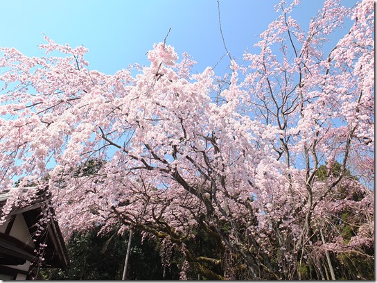 ２０１７京都桜 183