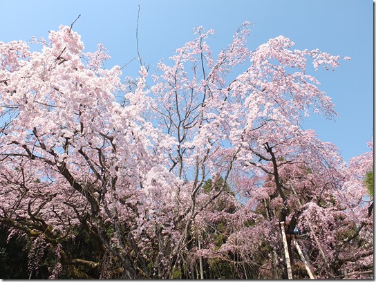 ２０１７京都桜 184