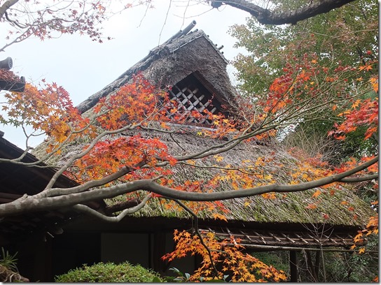 2016京都紅葉 186 2016京都紅葉 186
