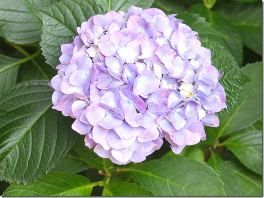 奈良・京都紫陽花２０１７ 191