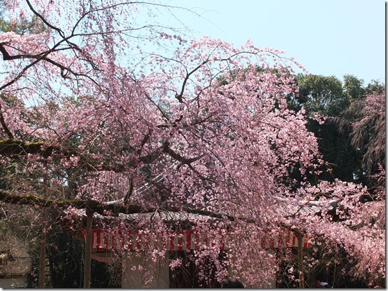 ２０１７京都桜 192