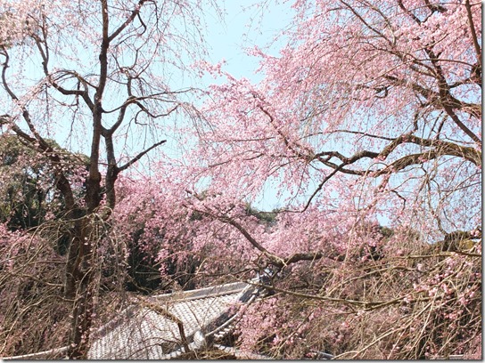 ２０１７京都桜 198