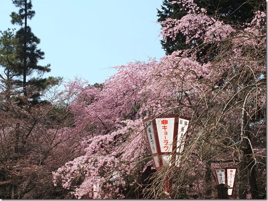 ２０１７京都桜 201