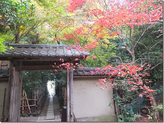2016京都紅葉 221 2016京都紅葉 221