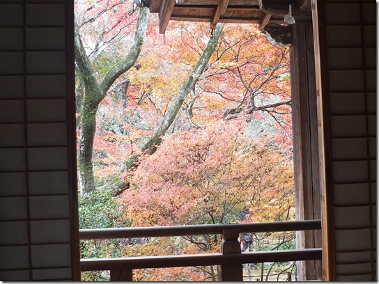 2016京都紅葉 239 2016京都紅葉 239