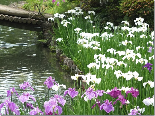 奈良・京都紫陽花２０１７ 246
