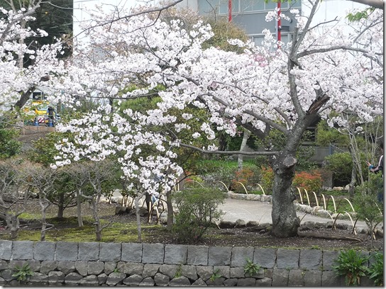 鎌倉　牡丹　桜 277
