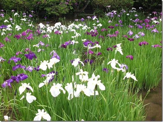 奈良・京都紫陽花２０１７ 293