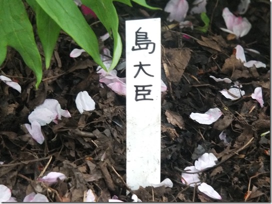鎌倉　牡丹　桜 325