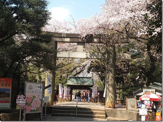 鎌倉　牡丹　桜 442