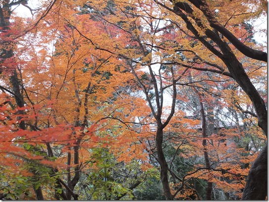 秋 東北 471 秋 東北 471