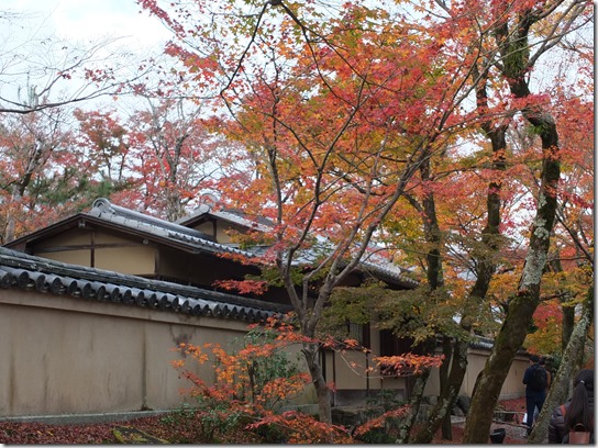 2016京都紅葉 498 2016京都紅葉 498