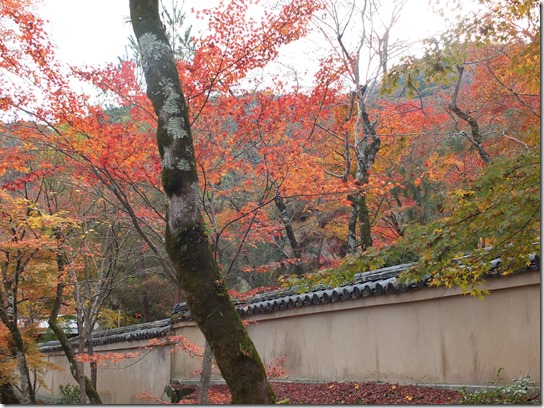 2016京都紅葉 500 2016京都紅葉 500