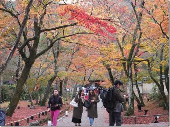 2016京都紅葉 508 2016京都紅葉 508