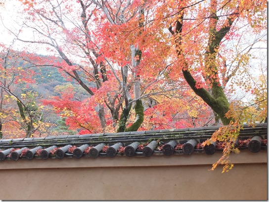 2016京都紅葉 509 2016京都紅葉 509