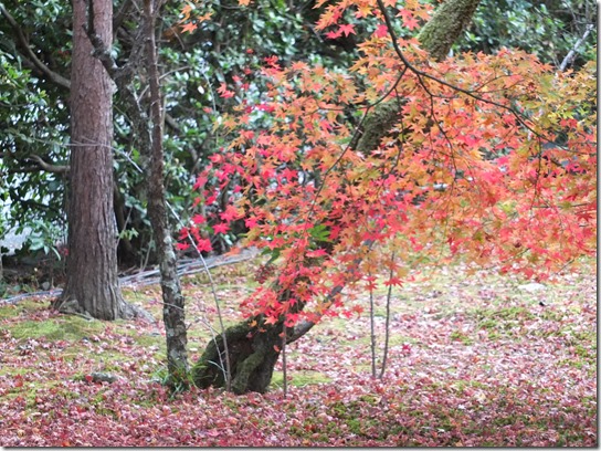 2016京都紅葉 511 2016京都紅葉 511