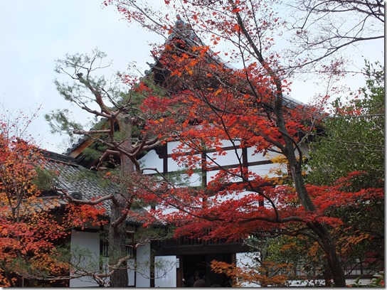 2016京都紅葉 539 2016京都紅葉 539
