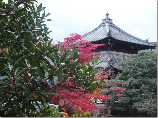 2016京都紅葉 556 2016京都紅葉 556