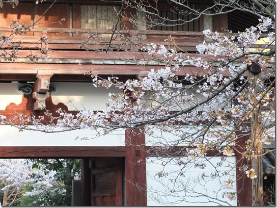 ２０１７京都桜 632