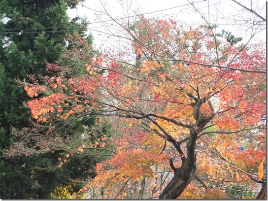 2016京都紅葉 690 2016京都紅葉 690