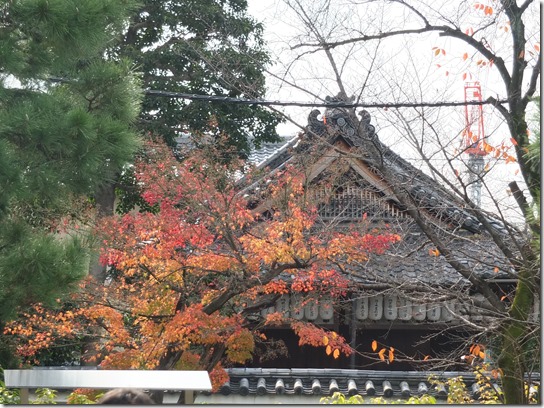 2016京都紅葉 695 2016京都紅葉 695