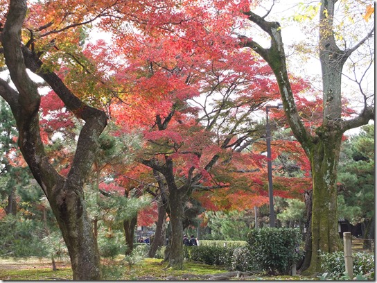 2016京都紅葉 698 2016京都紅葉 698